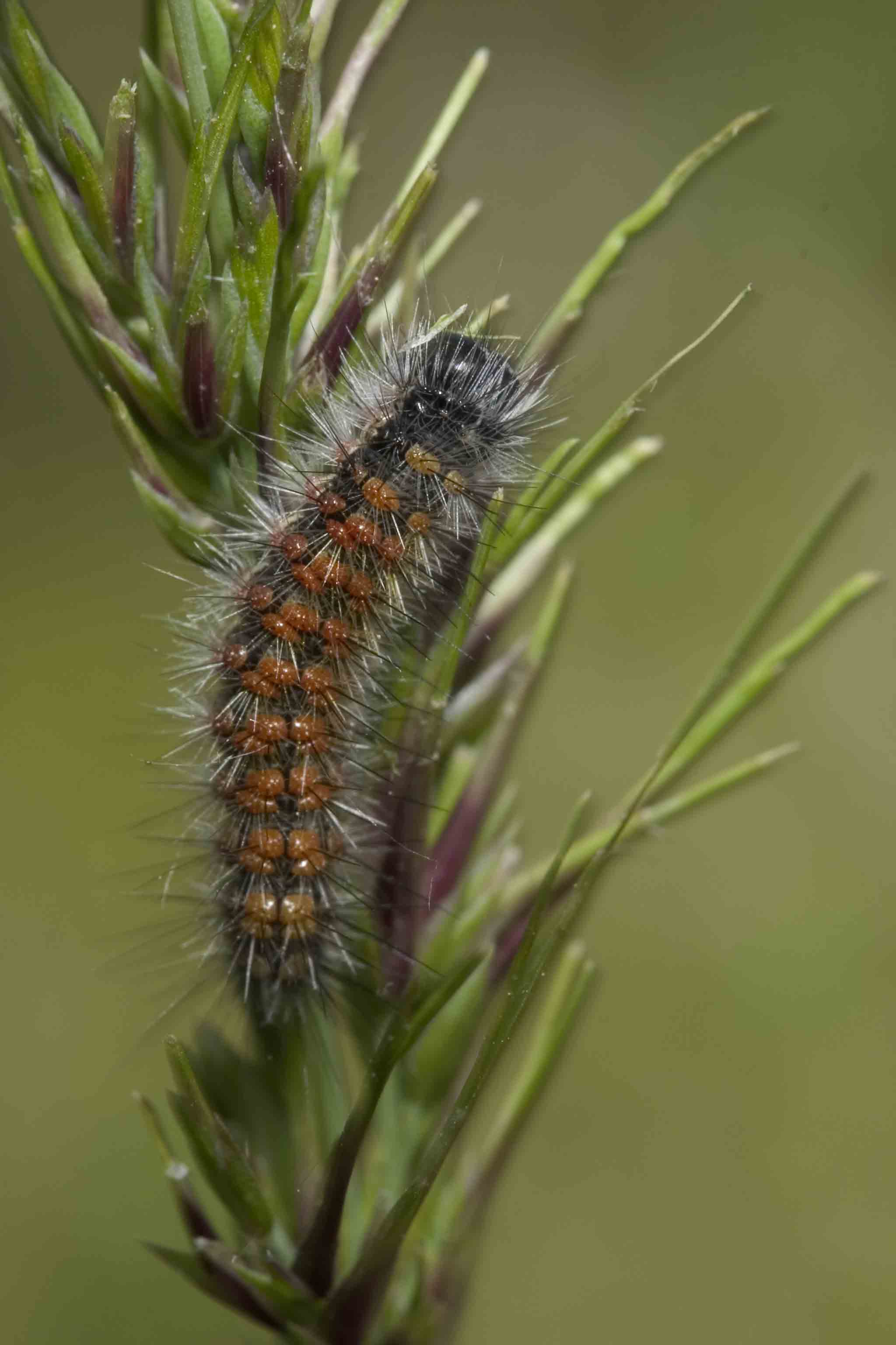 Bruco abruzzese 1 - Cymbalophora rivularis